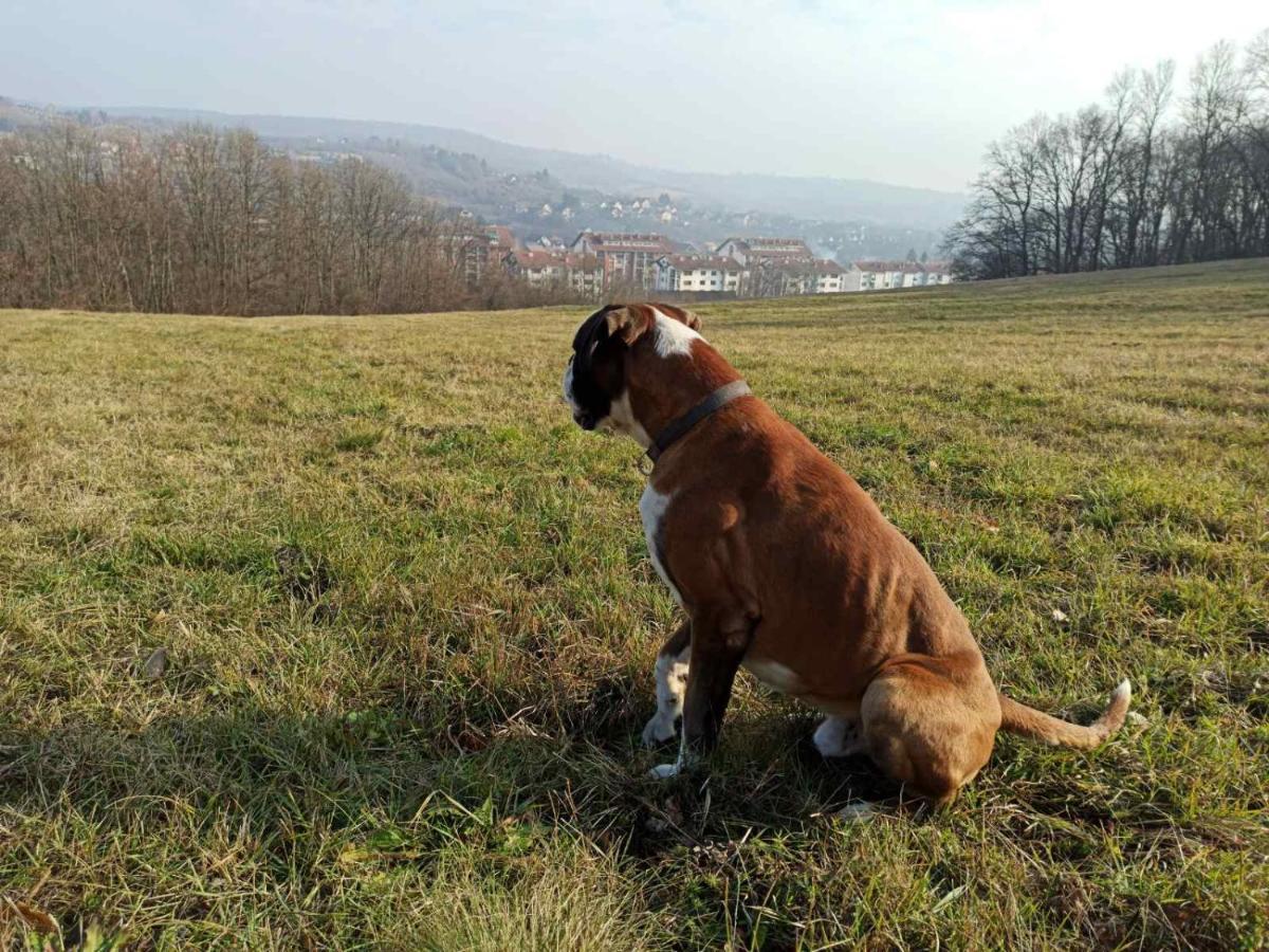 Apartmani La Grande Motte Vrdnik Bagian luar foto