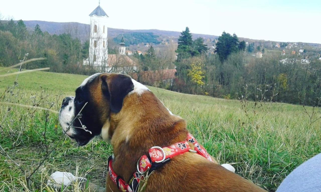 Apartmani La Grande Motte Vrdnik Bagian luar foto